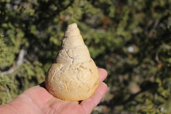 Fund Raiser - MINERAL FOSSIL - VERY RARE LOCALITY - From The Desert of Oman -