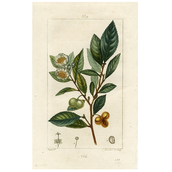 Rare 1814 Turpin Hand-Colored Print FLORE MÉDICALE, THÉ (Tea, Camellia sinensis) - Over 200 Years Old!