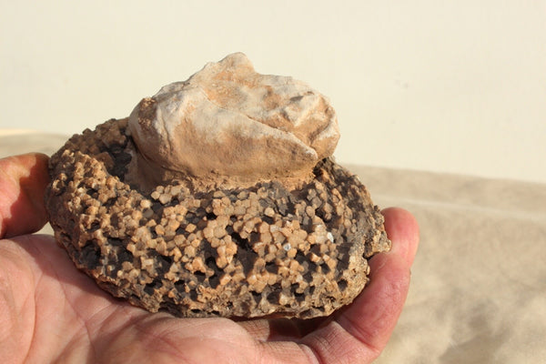 ROCK CLUB MEMBERSHIP -- Every 3 Months Receive a Shipment  of Unique Specimens! SUPERB PIECES - Fossils, Agates, Azurite, Opal, Silver Ore, and MUCH MORE