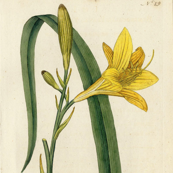 RARE 1787 1st Ed. CURTIS BOTANICAL Hand-Colored Engraving No. 19 YELLOW DAY LILY -  A Beautiful 200+ years old Botanical Art Piece!