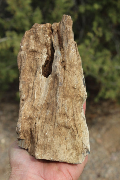 FIND RAISER - MINERAL FOSSIL - Beautiful Petrified Wood, New Mexico - Distinct Features - Incredible Specimen!
