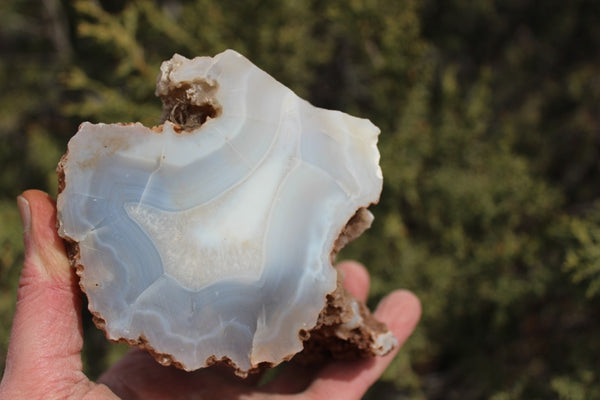 Fund Raiser - BEAUTIFUL - MINERAL - LUNA AGATE - Catron County, New Mexico -
