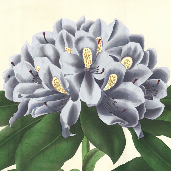 Rare 1843 L'Horticulteur Universal Folio Hand-Colored Engraving RHODODENDRUM
