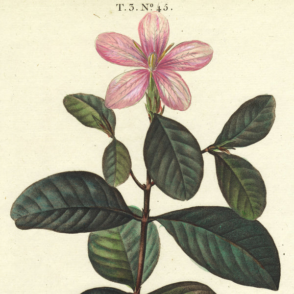 Rare 1801 REDOUTÉ Large Folio Engraving from Duhamel du Monceau, GARDENIA
