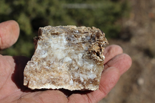 Fund Raiser - MINERAL - BEAUTIFUL - Rare Locality - ARIZONA OPAL - Stunning Specimen #8 - Keep A Piece Of Opal Near Your Bed and Experience Amazing Dreams and Healing!