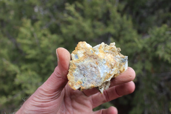 Fund Raiser - MINERAL GOLD ORE From Historic & Rare Site - PACIFIC MINE - W.R. Hearst #18