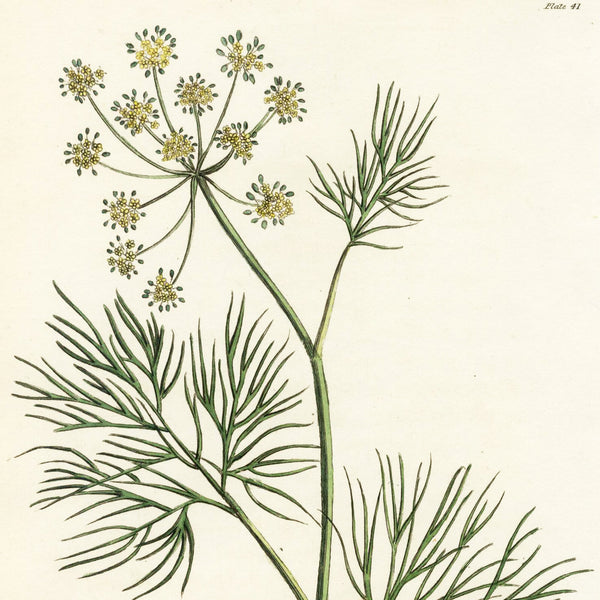 1819 WOODVILLE'S MEDICAL BOTANY Hand-Color Engraving ANETHUM FOENICULUM (Fennel)