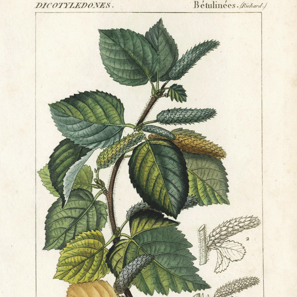 Rare 1816 Turpin Hand-Colored Engravings Dictionnaire Sciences, Betula (Birch)