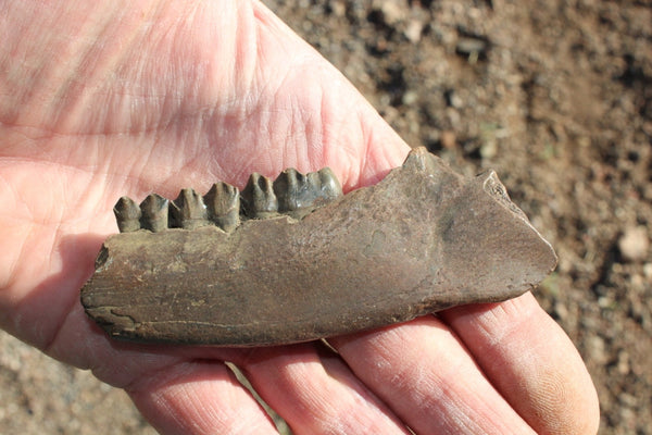Fund Raiser - FOSSIL Partial Deer Jaw ( Small Deer) - Superb Display Specimen - North FL.