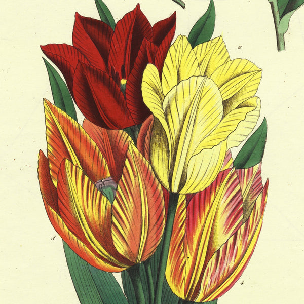 1849 Superb Large Deitrich Flora Universalis Folio, TULIPS, Liliaceae Pl. CCCCLXXVI   EXTREMELY RARE