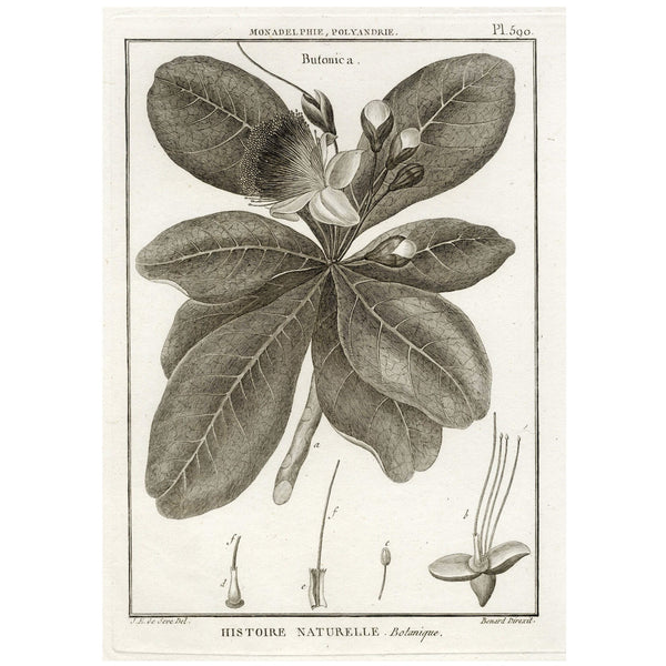 1790 LAMARK, DE SEVE & BENARD Superb Botanical Engraving, Pl. 590 Butonica