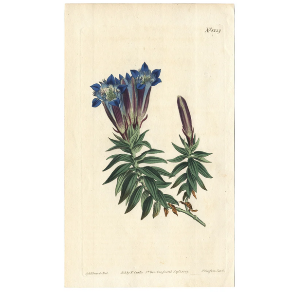FUND RASIER - Rare 1809 Curtis Engraving No. 1229 GENTIANA SEPTEMFIDA, CRESTED GENTIAN