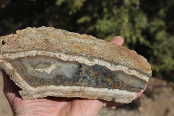 Fund Raiser - BEAUTIFUL - MINERAL - LUNA AGATE - Catron County, New Mexico -