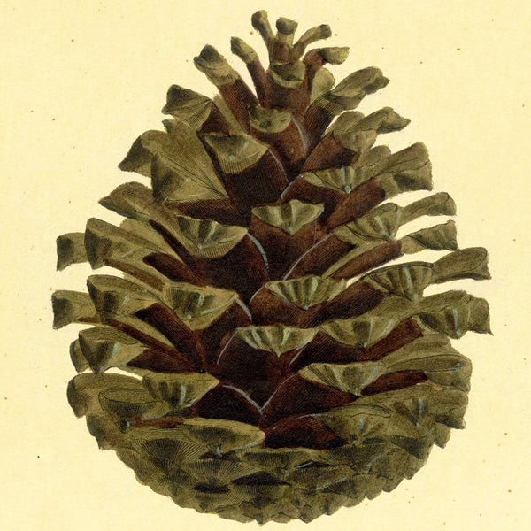 1828 Rare Nees Esenbeck Big Hand-Colored Botanical Folio, PINUS PINASTER (Pine)
