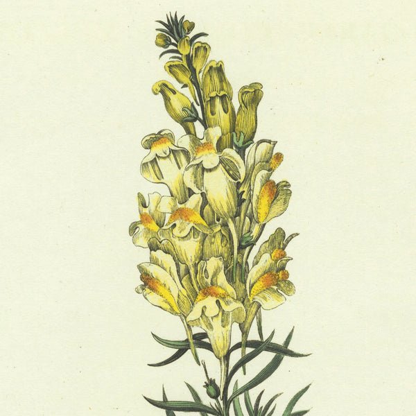 Scarce 1777 CURTIS FLORA LONDINENSIS Hand-Colored Folio Engraving: TOAD-FLAX