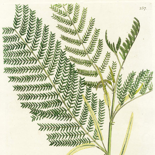 1808 WOODVILLE'S MEDICAL BOTANY, Hand-Colored Engraving, MIMOSA CATECHU * Beautiful Botanical Art