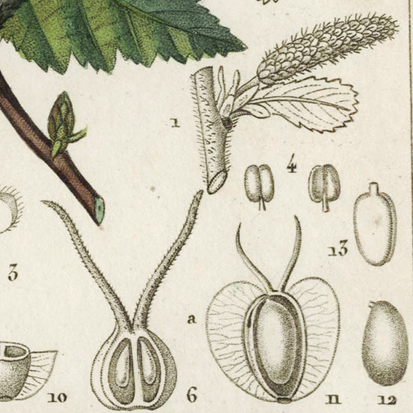 Rare 1816 Turpin Hand-Colored Engravings Dictionnaire Sciences, Betula (Birch)