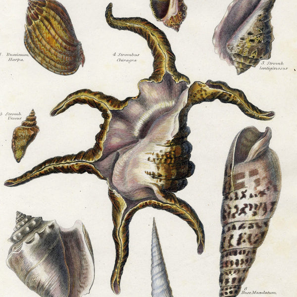 RARE 1802 REES CYCLOPAEDIA Hand-Colored Engraving CONCHOLOGY (Seashells) Pl. 37