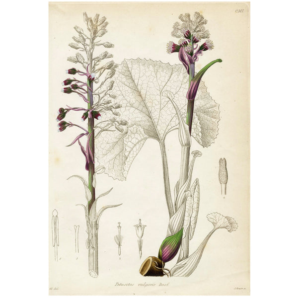 1834 REICHENBACH FLORA Hand-Colored Engraving, PETASITES (Coltsfoot, Butterbur)
