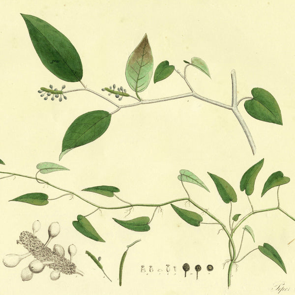 1828 Nees Esenbeck Big Hand-Colored Botanical Folio, PIPER CUBEBA (Pepper)