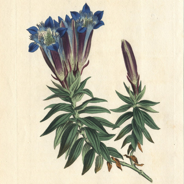 Rare 1809 Curtis Engraving No. 1229 GENTIANA SEPTEMFIDA, CRESTED GENTIAN * Beautiful Botanical Art