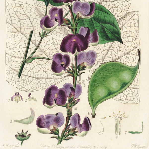 Scarce 1834 Edwards's Botanical Register Engraving #236 LABLAVIA VULGARIS