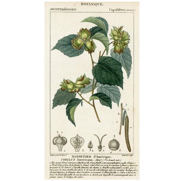 Rare 1816 Turpin Hand-Colored Engravings Dictionnaire Sciences, HAZELNUT TREE