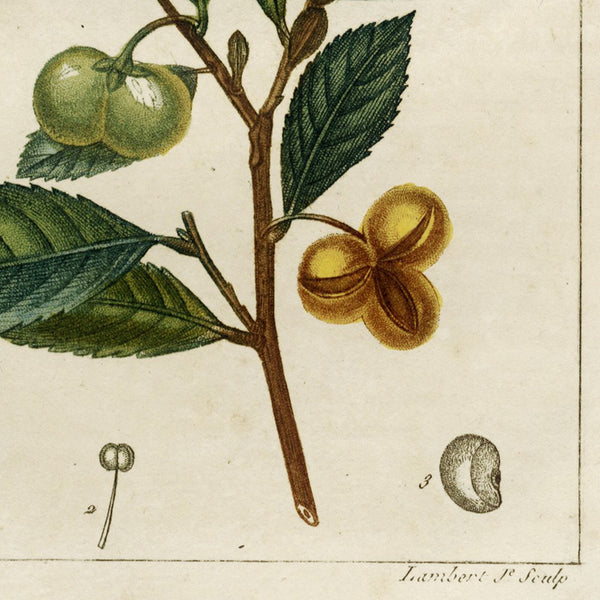 Rare 1814 Turpin Hand-Colored Print FLORE MÉDICALE, THÉ (Tea, Camellia sinensis) - Over 200 Years Old!