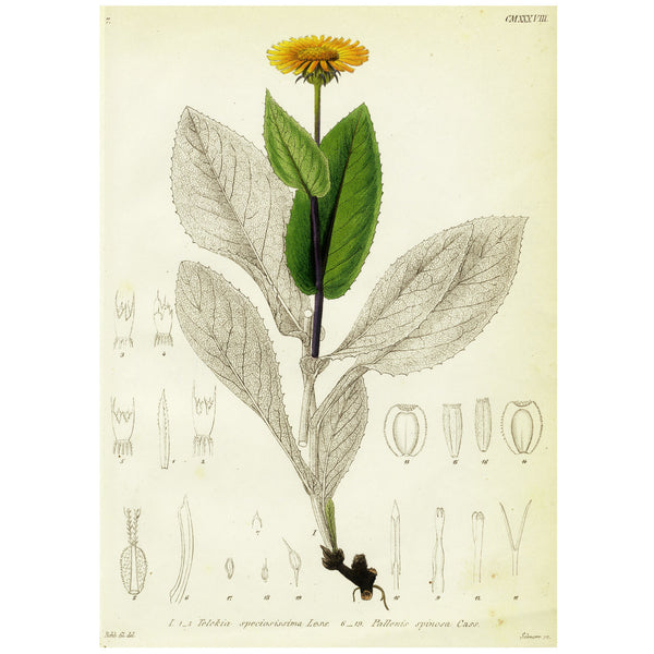1834 REICHENBACH FLORA Hand-Colored Engraving, TELEKIA (Yellow Oxeye Flower)