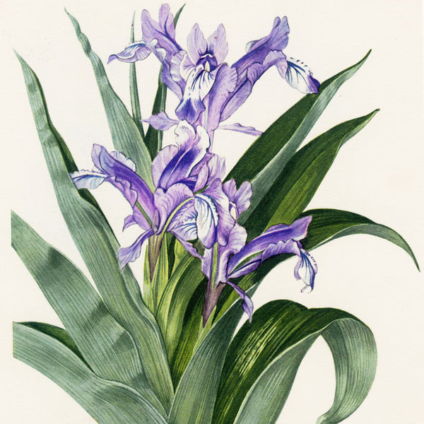 Scarce 1948 Curtis Botanical Magazine Chromolithograph, IRIS SPURIA (blue Iris) SUPERB!