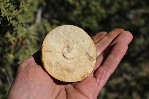 Fund Raiser - MINERAL FOSSIL - VERY RARE LOCALITY - From The Desert of Oman -