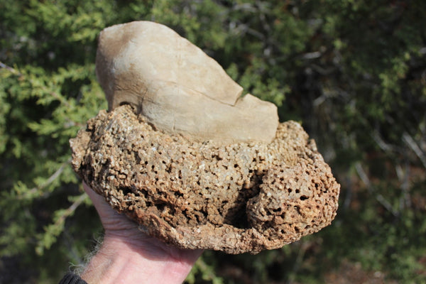 FUND RAISER - Fossil Beautiful HONEY COMB CORAL Favosites spp. Rare Locality ~ 400 Million