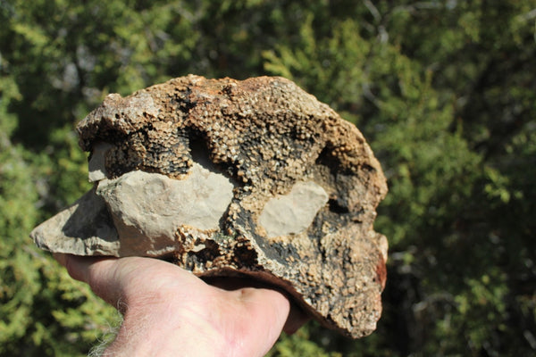 FUND RAISER - Fossil Beautiful HONEY COMB CORAL Favosites spp. Rare Locality ~ 400 Million