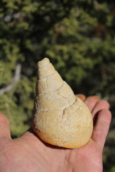 Fund Raiser - MINERAL FOSSIL - VERY RARE LOCALITY - From The Desert of Oman -
