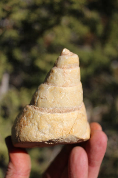 Fund Raiser - MINERAL FOSSIL - VERY RARE LOCALITY - From The Desert of Oman -