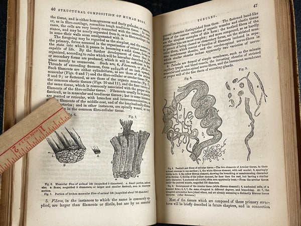 1857 Manual of Physiology Kirkes, Medical Leather Bound Heart Brain Vision Illus., Very Good Copy Of Rare Work!