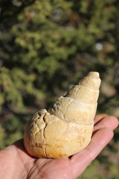 Fund Raiser - MINERAL FOSSIL - VERY RARE LOCALITY - From The Desert of Oman -
