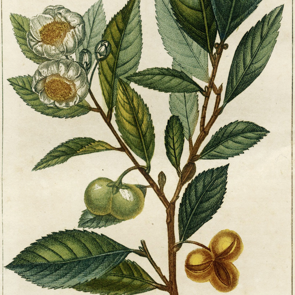 Rare 1814 Turpin Hand-Colored Print FLORE MÉDICALE, THÉ (Tea, Camellia sinensis) - Over 200 Years Old!
