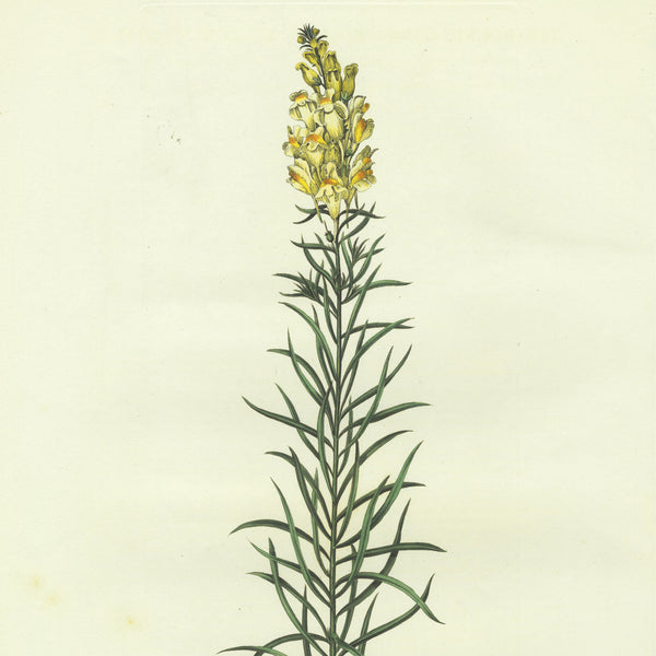 Scarce 1777 CURTIS FLORA LONDINENSIS Hand-Colored Folio Engraving: TOAD-FLAX