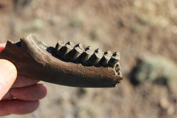 Fund Raiser - FOSSIL Partial Deer Jaw ( Small Deer) - Superb Display Specimen - North FL.