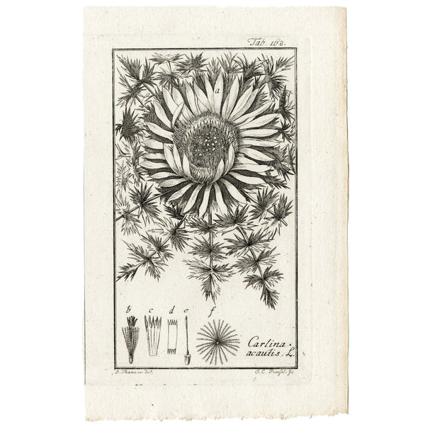 Scarce 1796 ZORN ICONES PLANTARUM Botanical Engraving Pl. 168 CARLINA ACAUTIS