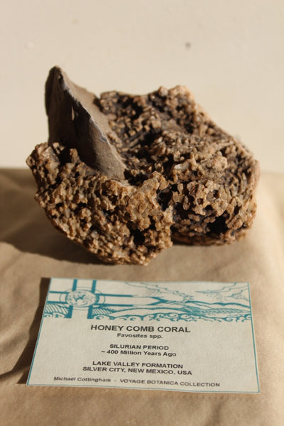 ROCK CLUB MEMBERSHIP -- Every 3 Months Receive a Shipment  of Unique Specimens! SUPERB PIECES - Fossils, Agates, Azurite, Opal, Silver Ore, and MUCH MORE