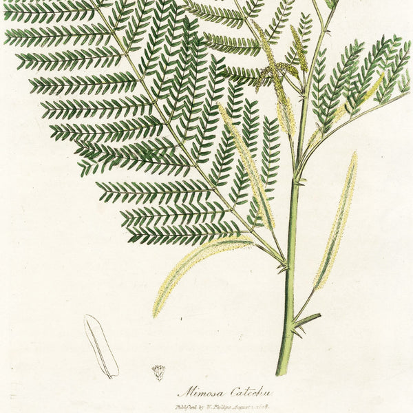 1808 WOODVILLE'S MEDICAL BOTANY, Hand-Colored Engraving, MIMOSA CATECHU * Beautiful Botanical Art
