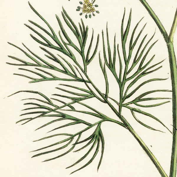 1819 WOODVILLE'S MEDICAL BOTANY Hand-Color Engraving ANETHUM FOENICULUM (Fennel)