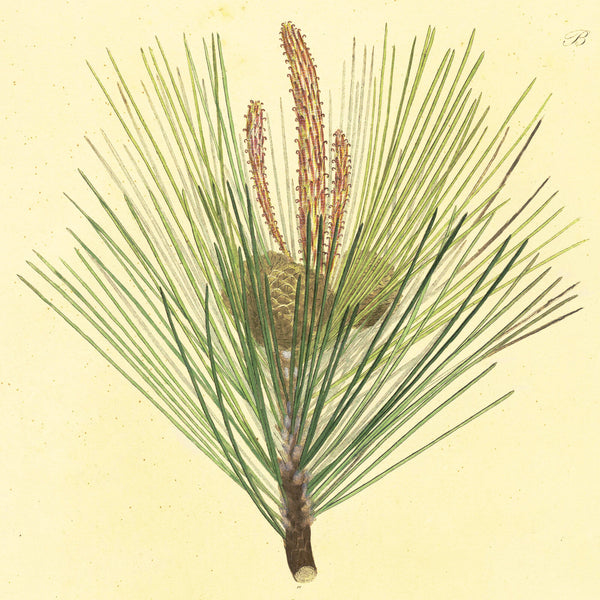 1828 Rare Nees Esenbeck Big Hand-Colored Botanical Folio, PINUS PINASTER (Pine)
