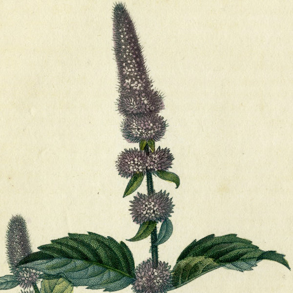 Rare 1814 Turpin Hand-Colored Print FLORE MÉDICALE, MENTHE, PEPPERMINT (Poivrée)  - Over 200 Years Old!