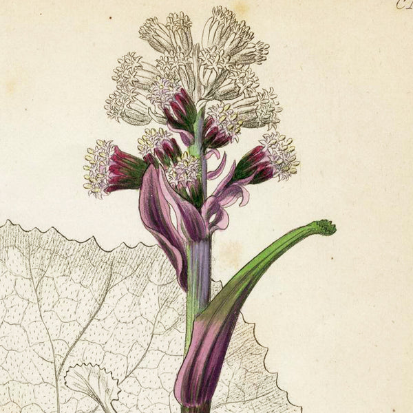 1834 REICHENBACH FLORA Hand-Colored Engraving, PETASITES (Coltsfoot, Butterbur)