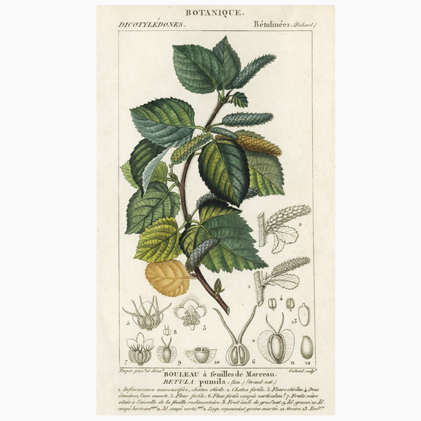 Rare 1816 Turpin Hand-Colored Engravings Dictionnaire Sciences, Betula (Birch)