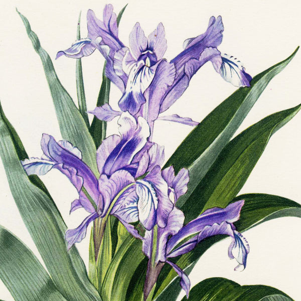 Scarce 1948 Curtis Botanical Magazine Chromolithograph, IRIS SPURIA (blue Iris) SUPERB!