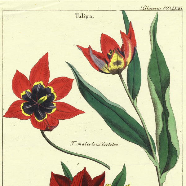 1849 Superb Large Deitrich Flora Universalis Folio, TULIPS, Liliaceae Pl. CCCCLXXVI   EXTREMELY RARE